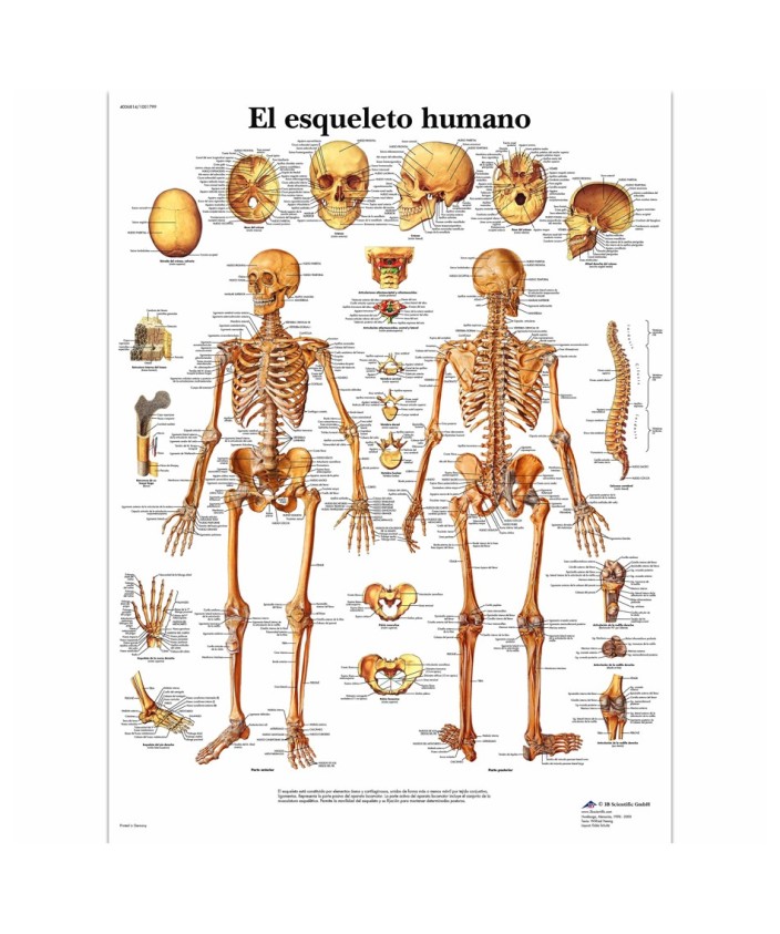 Lámina Esqueleto Humano (50 x 67 cm.)