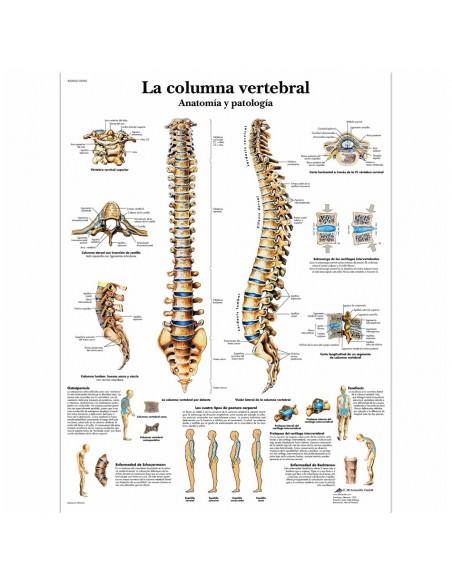 Lámina Columna Vertebral (50 x 67 cm.)