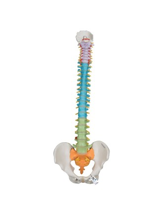 Columna didáctica flexible (5 secciones por color)