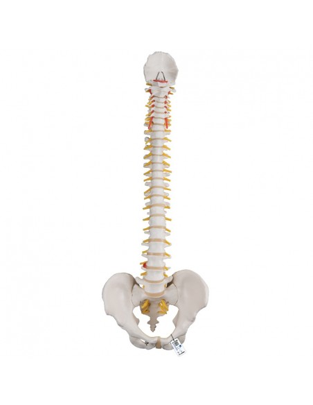 Columna flexible - Versión clásica